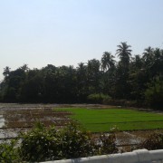 Индия, Гоа, рисовые поля