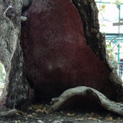 о. Кос, дерево Гиппократа