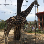 Венгрия, Будапешт зоопарк