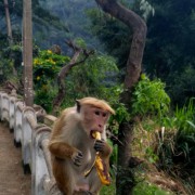 Шри-Ланка, 2019 г, фото туристов Текила-Тур