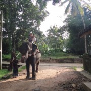 Шри-Ланка 2015, семья Долгошеиных