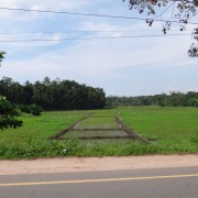 рисовые поля, Шри-Ланка, 2015