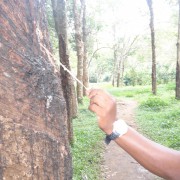 Каучуковые деревья, Шри-Ланка 2015