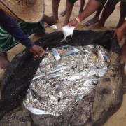 Шри-Ланка 2015, ловись рыбка большая и маленькая