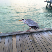 Мальдивы, декабрь 2025, фото туристов Текила-Тур