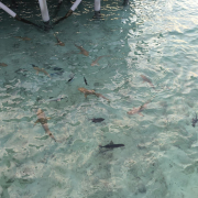 Мальдивы, декабрь 2025, фото туристов Текила-Тур