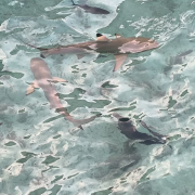 Мальдивы, декабрь 2025, фото туристов Текила-Тур