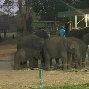 Шри-Ланка, ноябрь 2025, фото туристки Текила-Тур Юлии